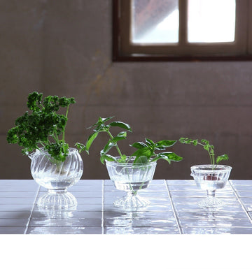 Regrow Veggie Hydroponic Vases