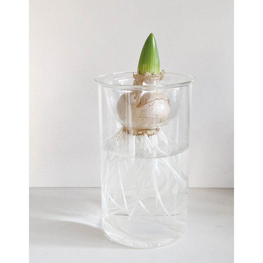 Hydroponic Glass Flower Bulb Vase