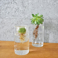 Hydroponic Glass Flower Bulb Vase with Removable Dish: Short